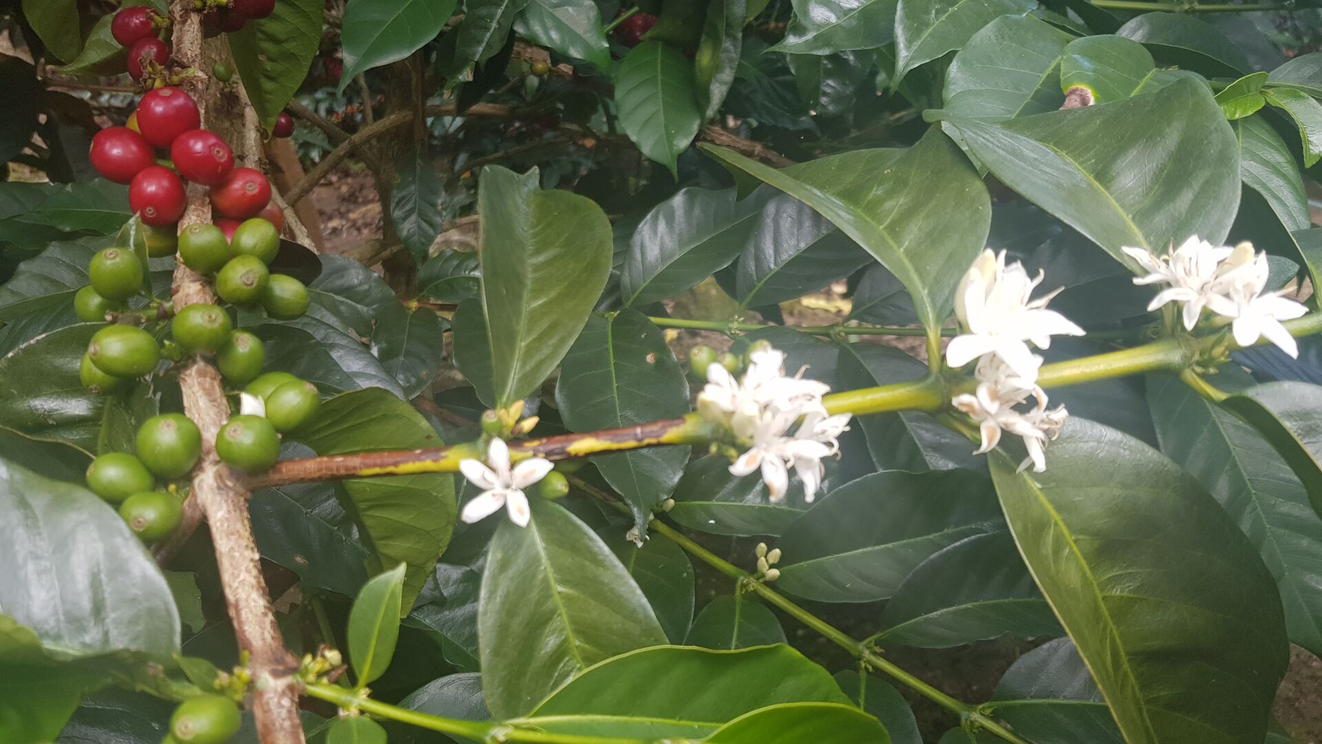 Santa Teresa