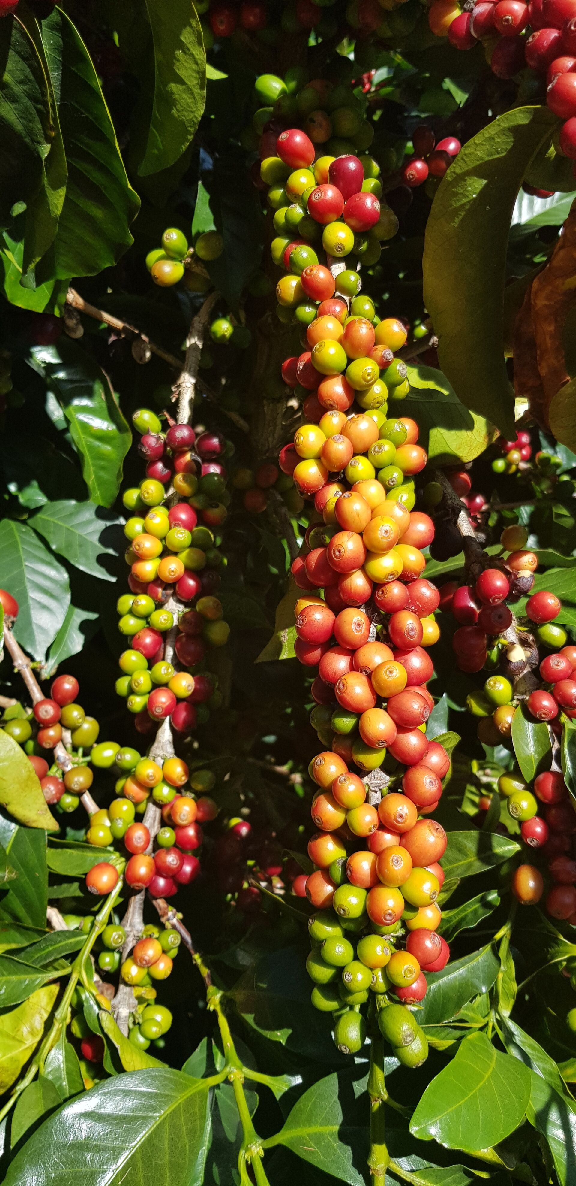 Santa Teresa