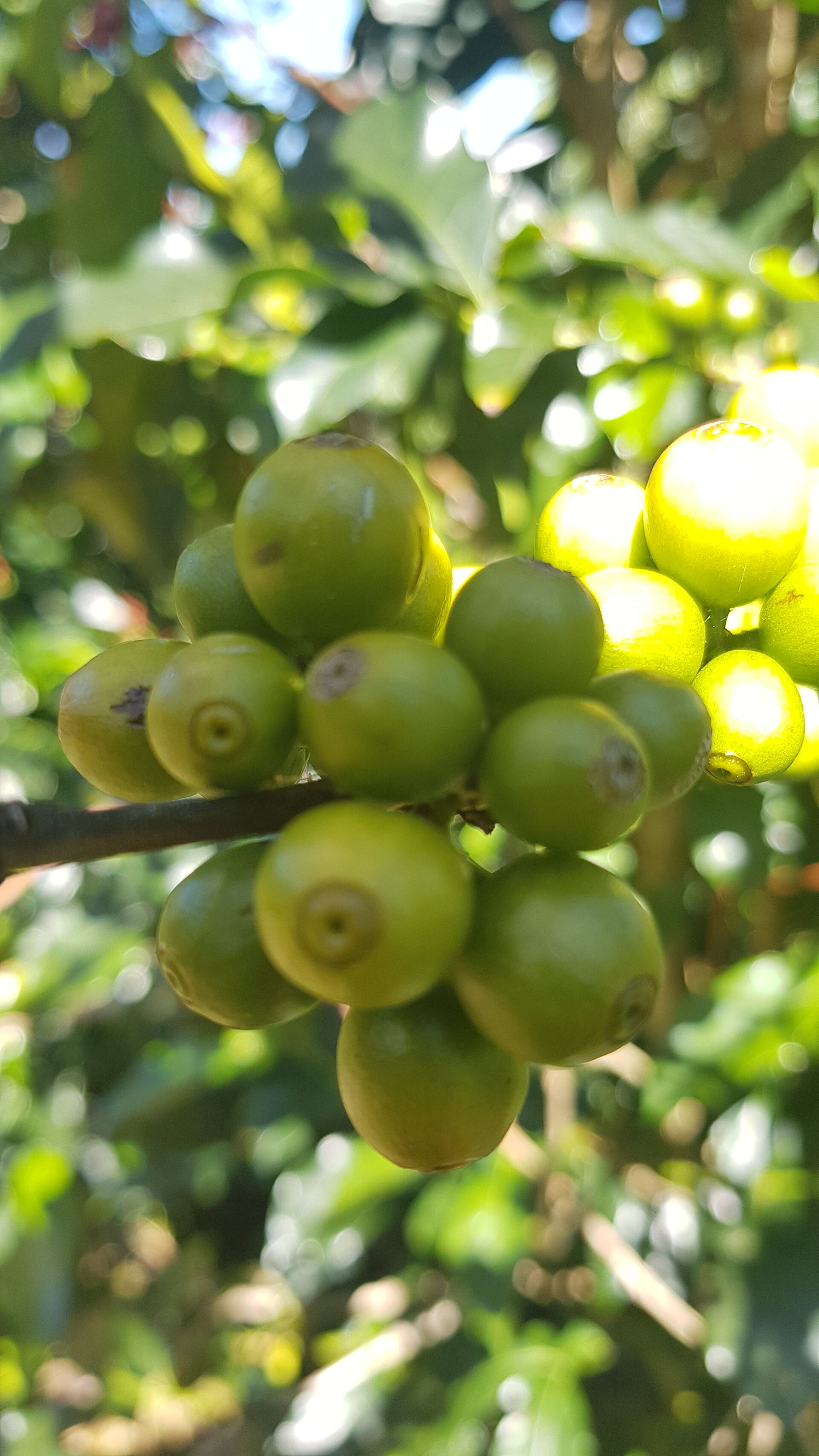 Santa Teresa