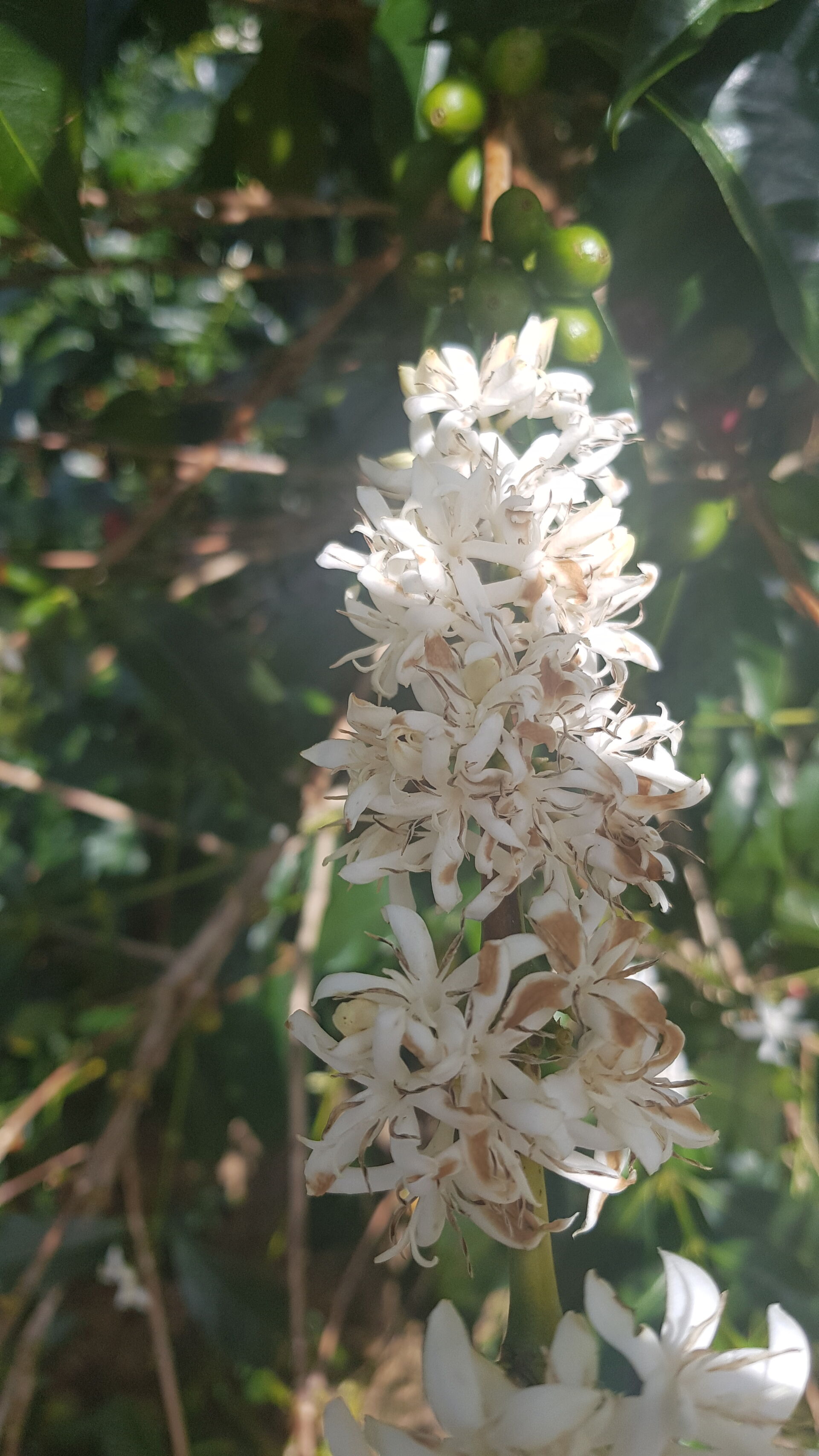 Santa Teresa