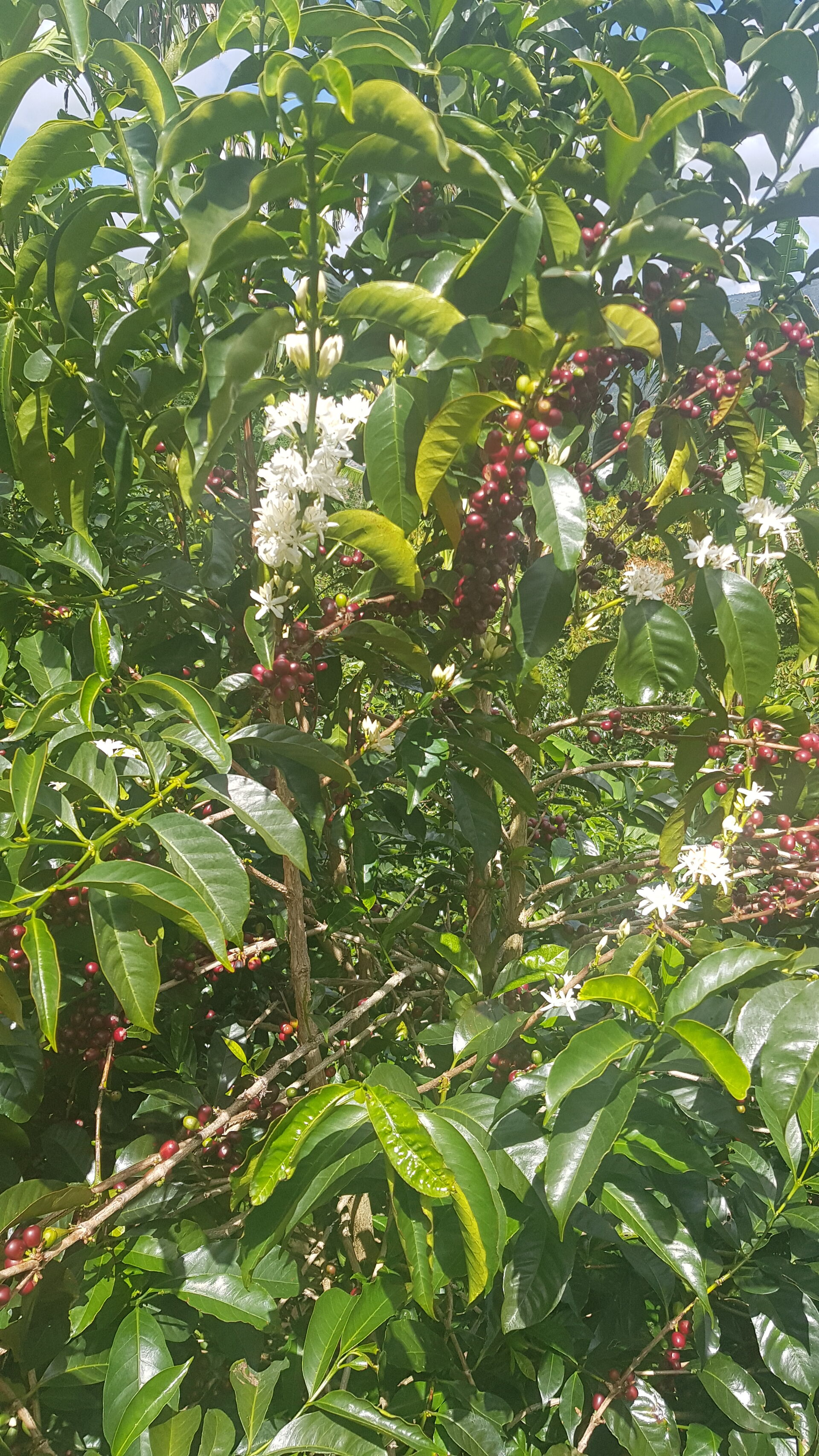 Santa Teresa
