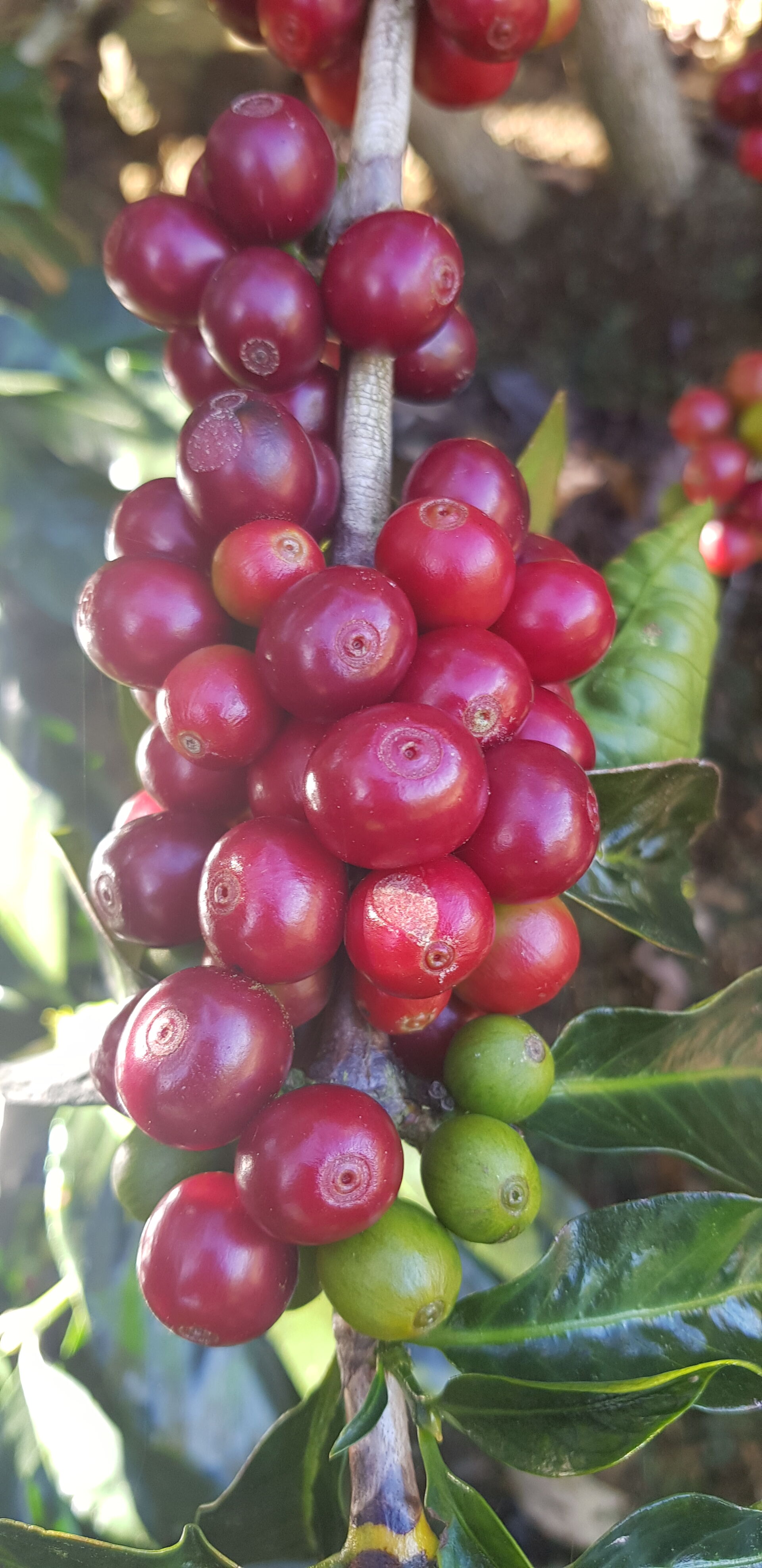 Santa Teresa