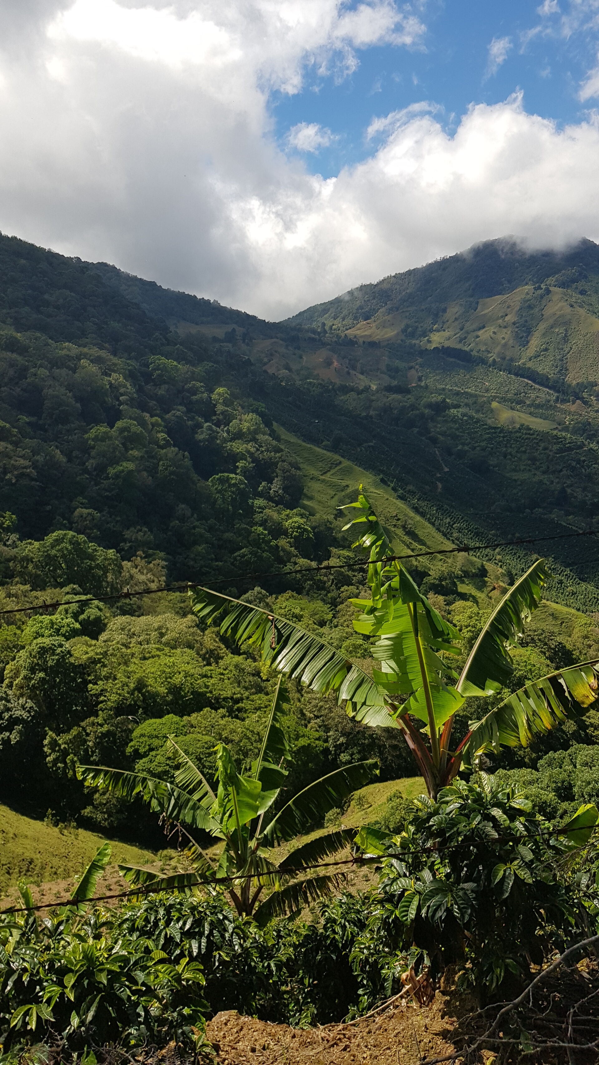Santa Teresa