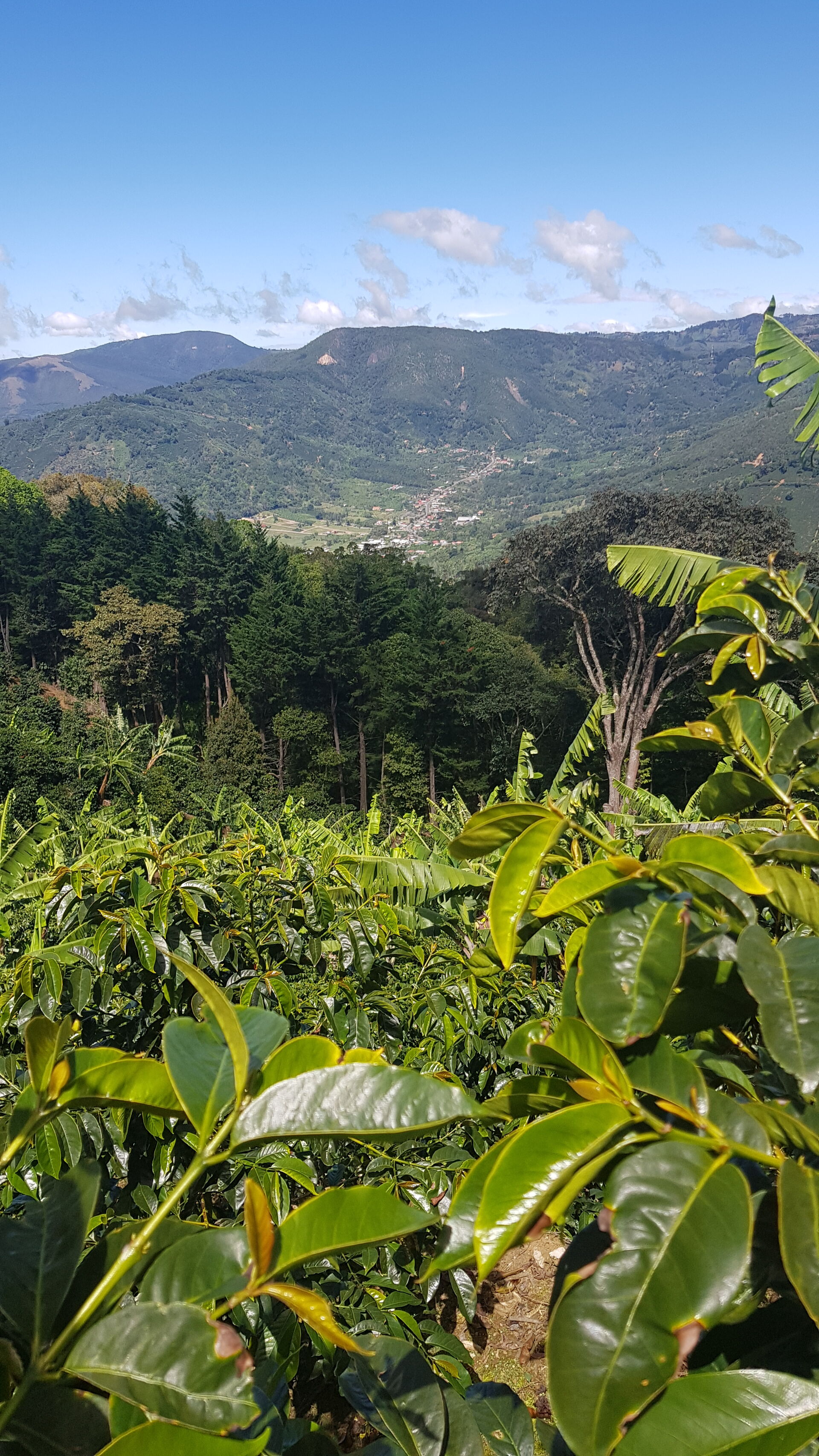 Santa Teresa