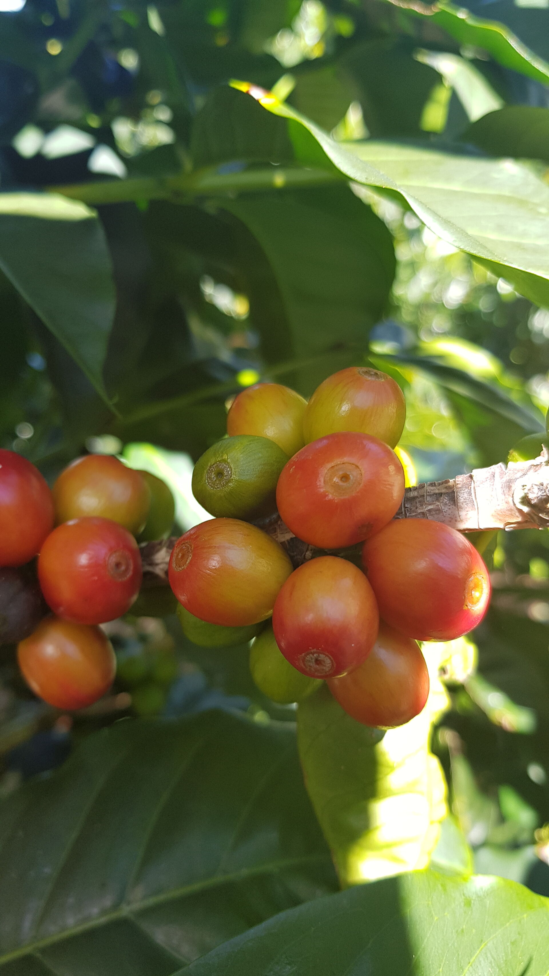Santa Teresa