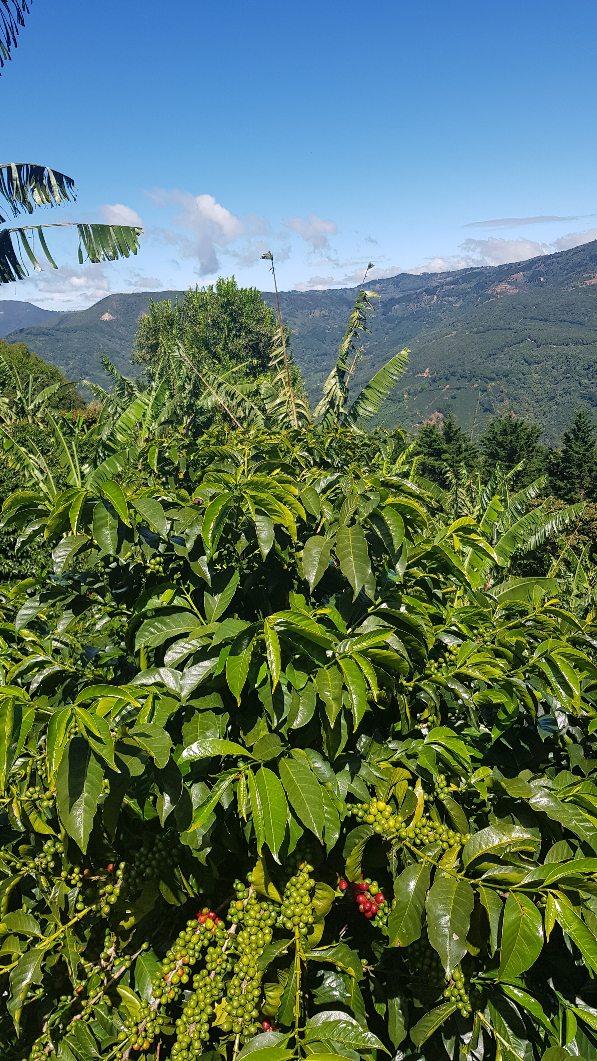 Santa Teresa