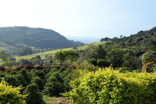 brazil-fazenda-boa-vista_50806263793_o.jpg