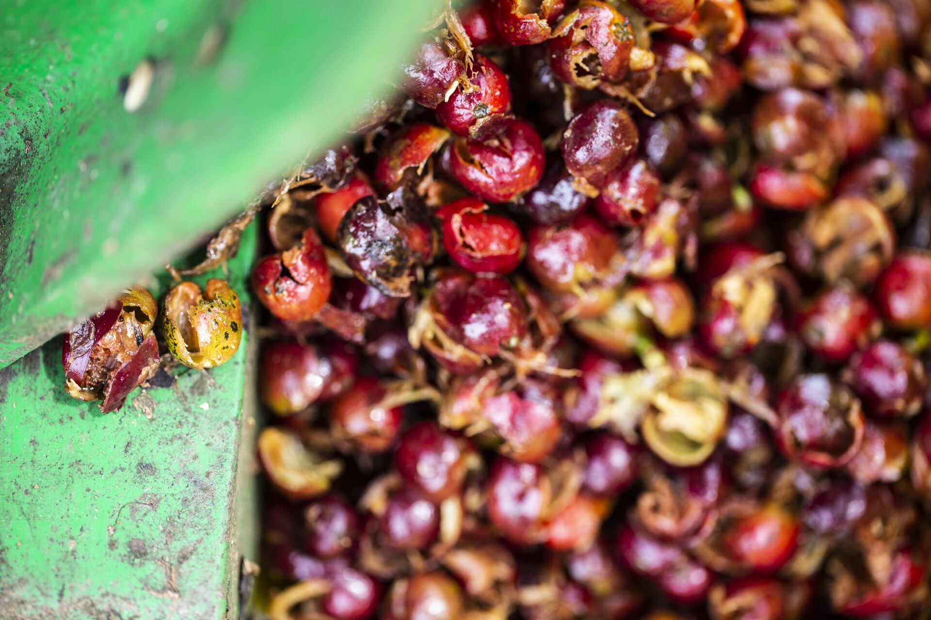 2018.12.11_Bonga_Negussie Tadesse-38.jpg