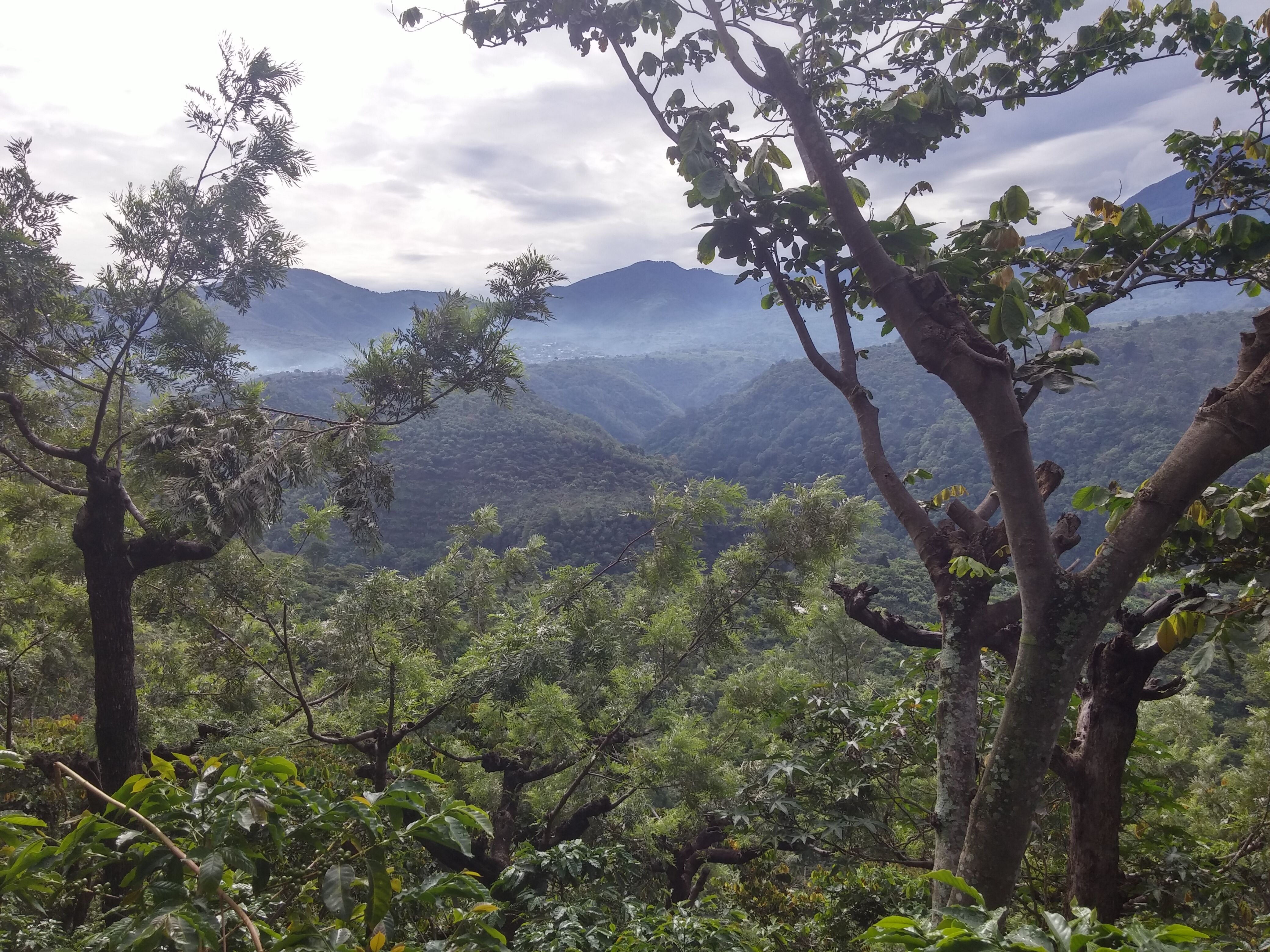 Guatemala - Acatenango - Santa Felisa - 72 K - Geisha africano - Lavé
