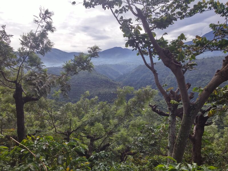 Santa Felisa -