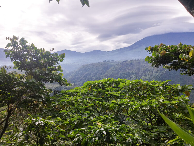 Santa Felisa -