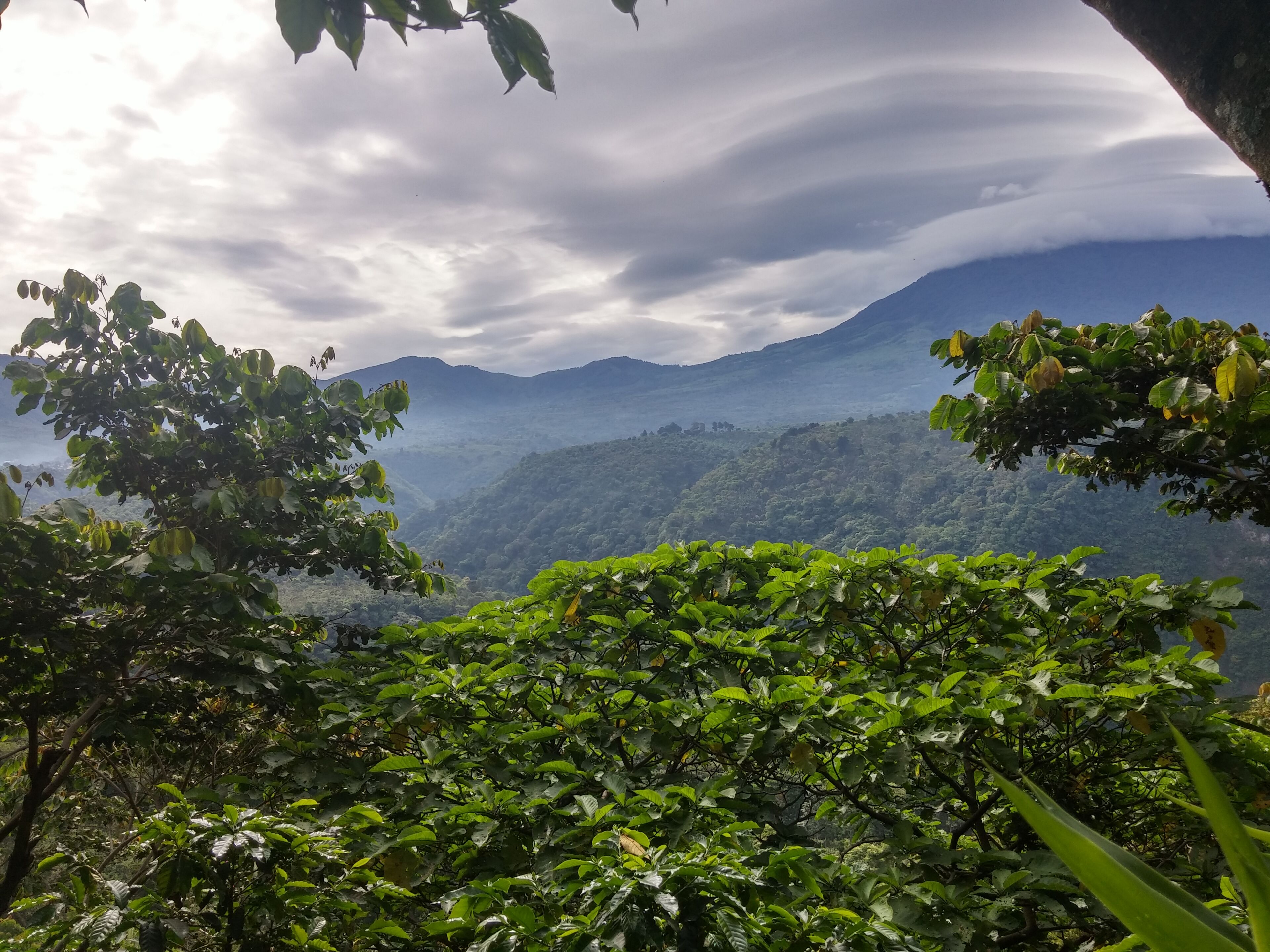 Guatemala - Acatenango - Santa Felisa - 72 K - Geisha africano - Lavé