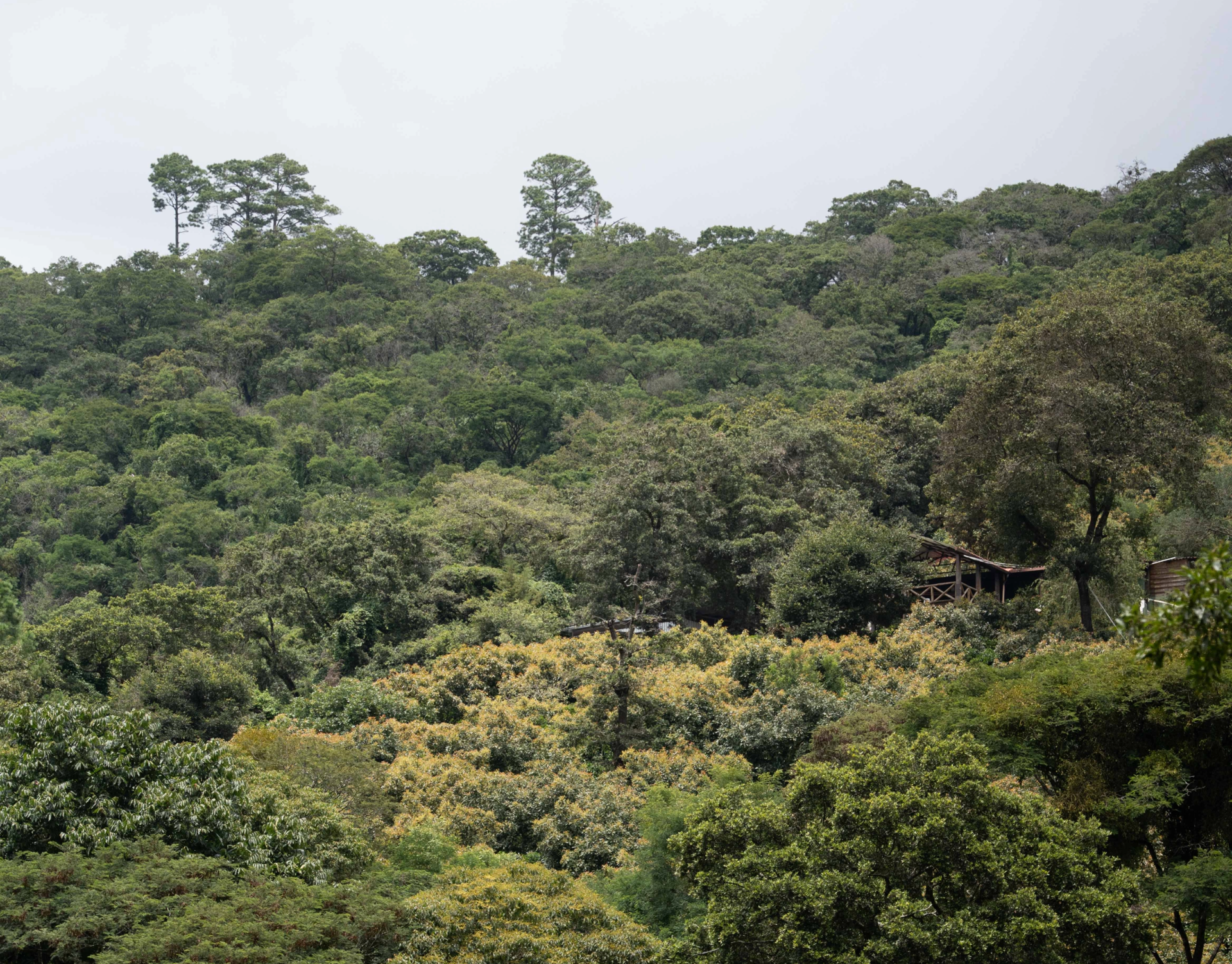 Finca Gascon