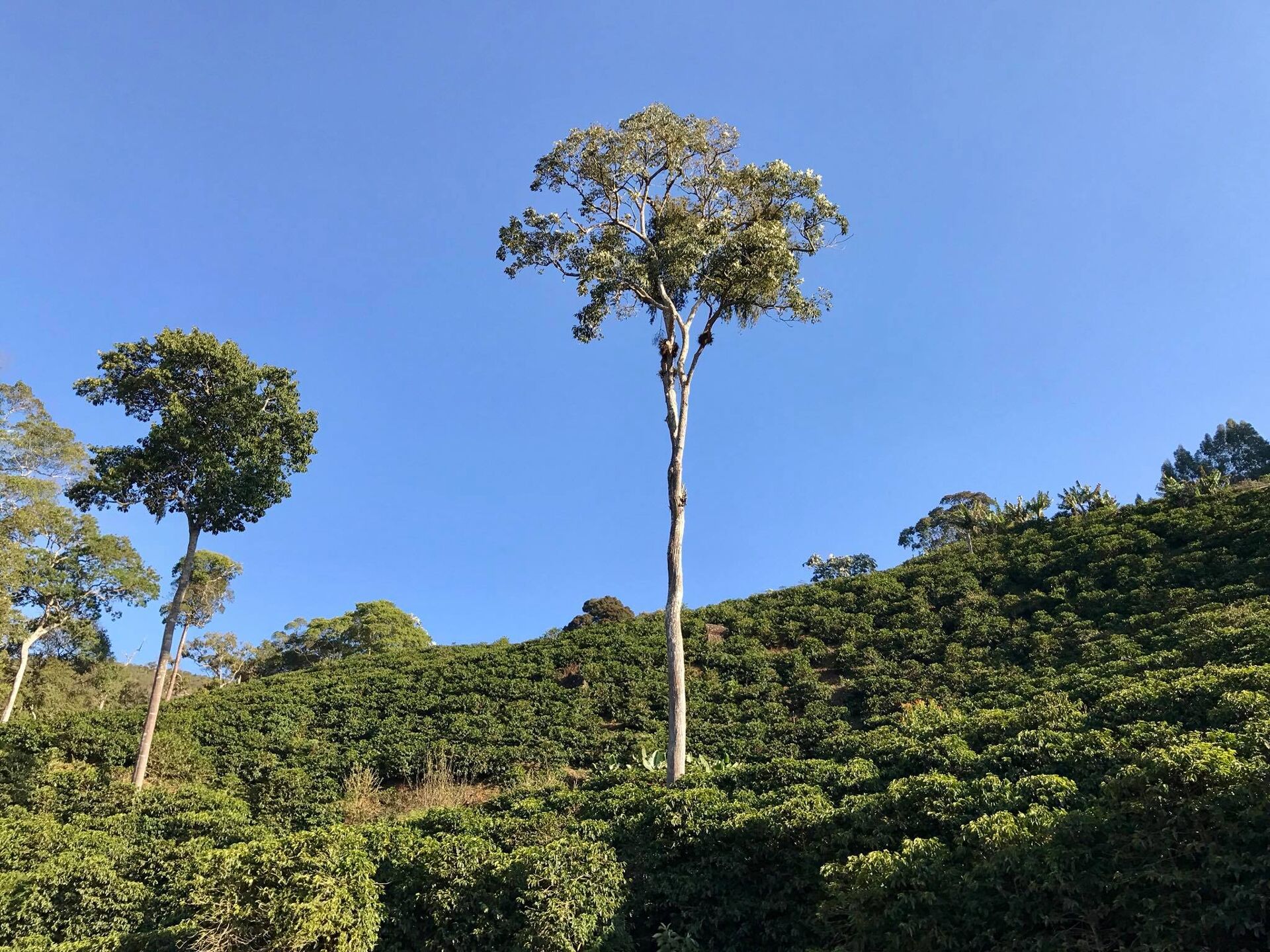 Legião