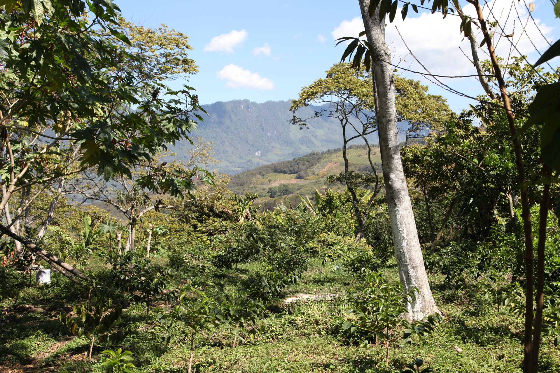Chiapas Robusta Organik