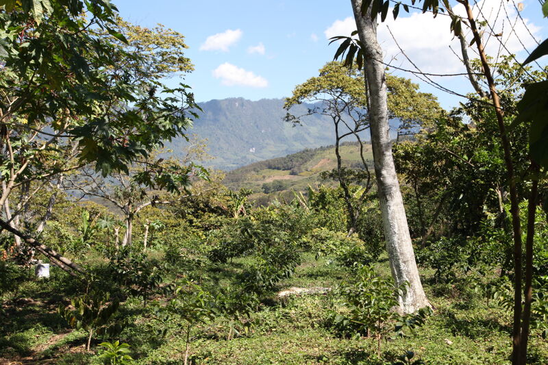 Chiapas Robusta Organik