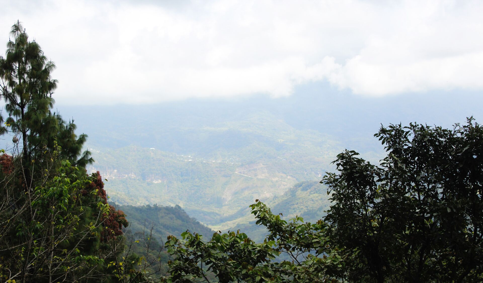 Chiapas Robusta Organik