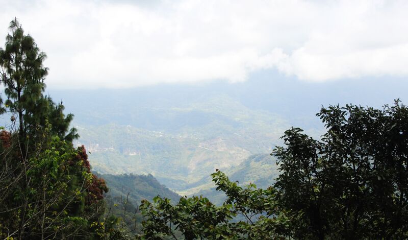 Chiapas Robusta Organik