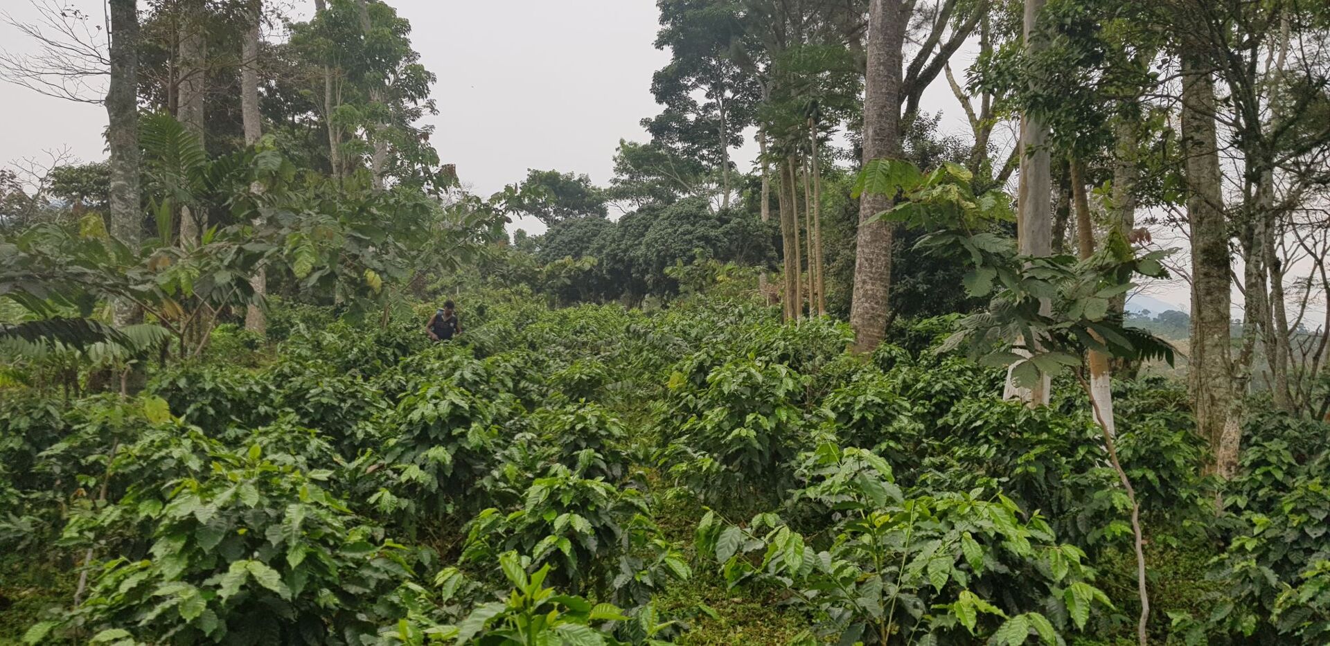 Chiapas Robusta Organik