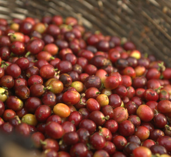 Chiapas Robusta Organik