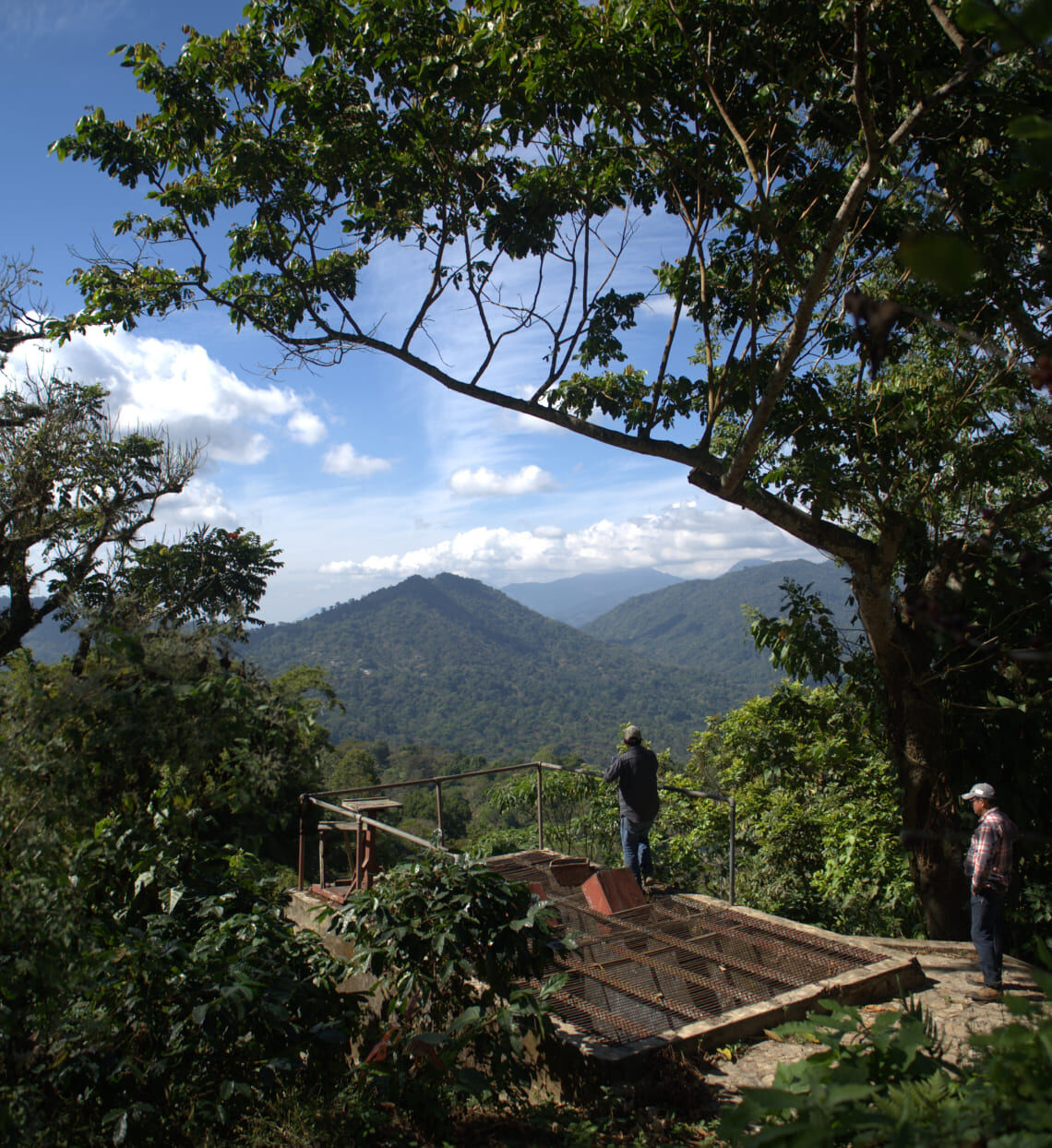 Chiapas Robusta Organik