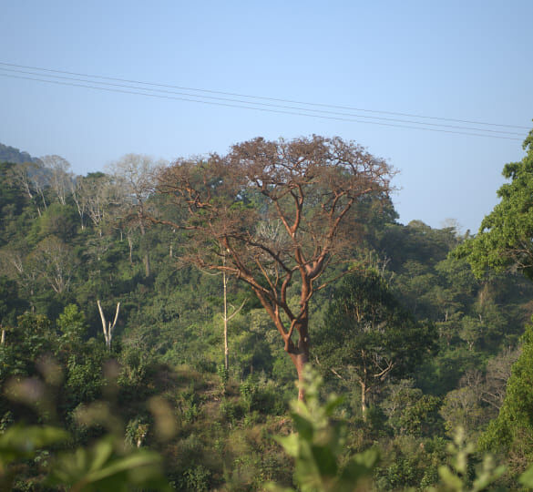Chiapas Robusta Organik