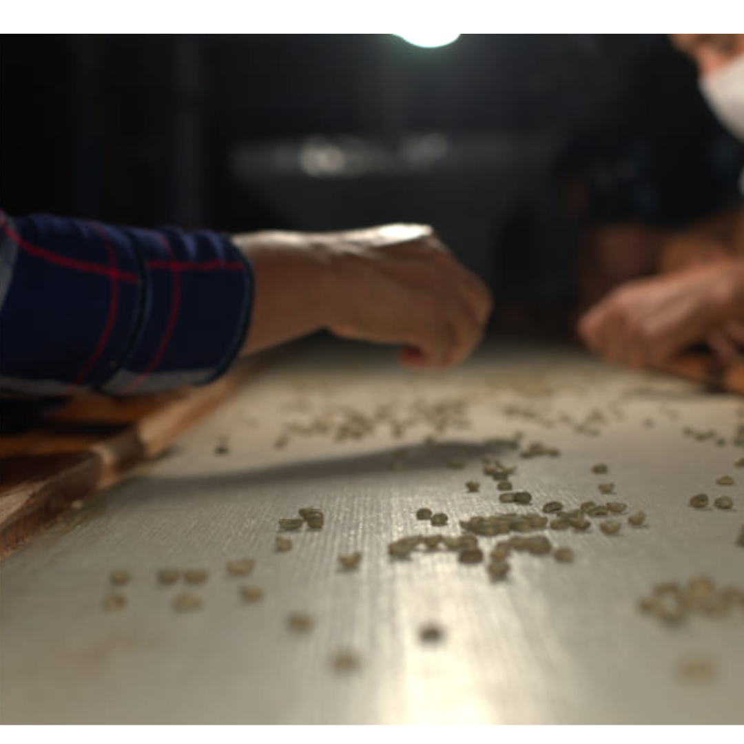 Chiapas Robusta Organik