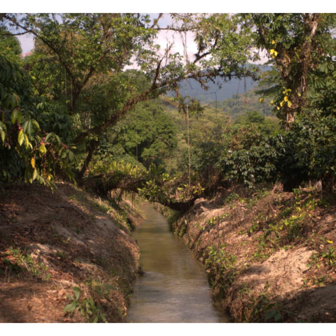 Chiapas Robusta Organik