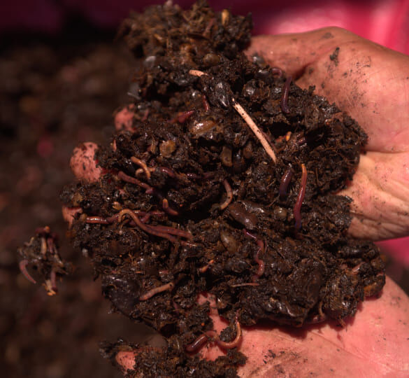 Chiapas Robusta Organik