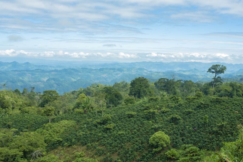 Alta Verapaz