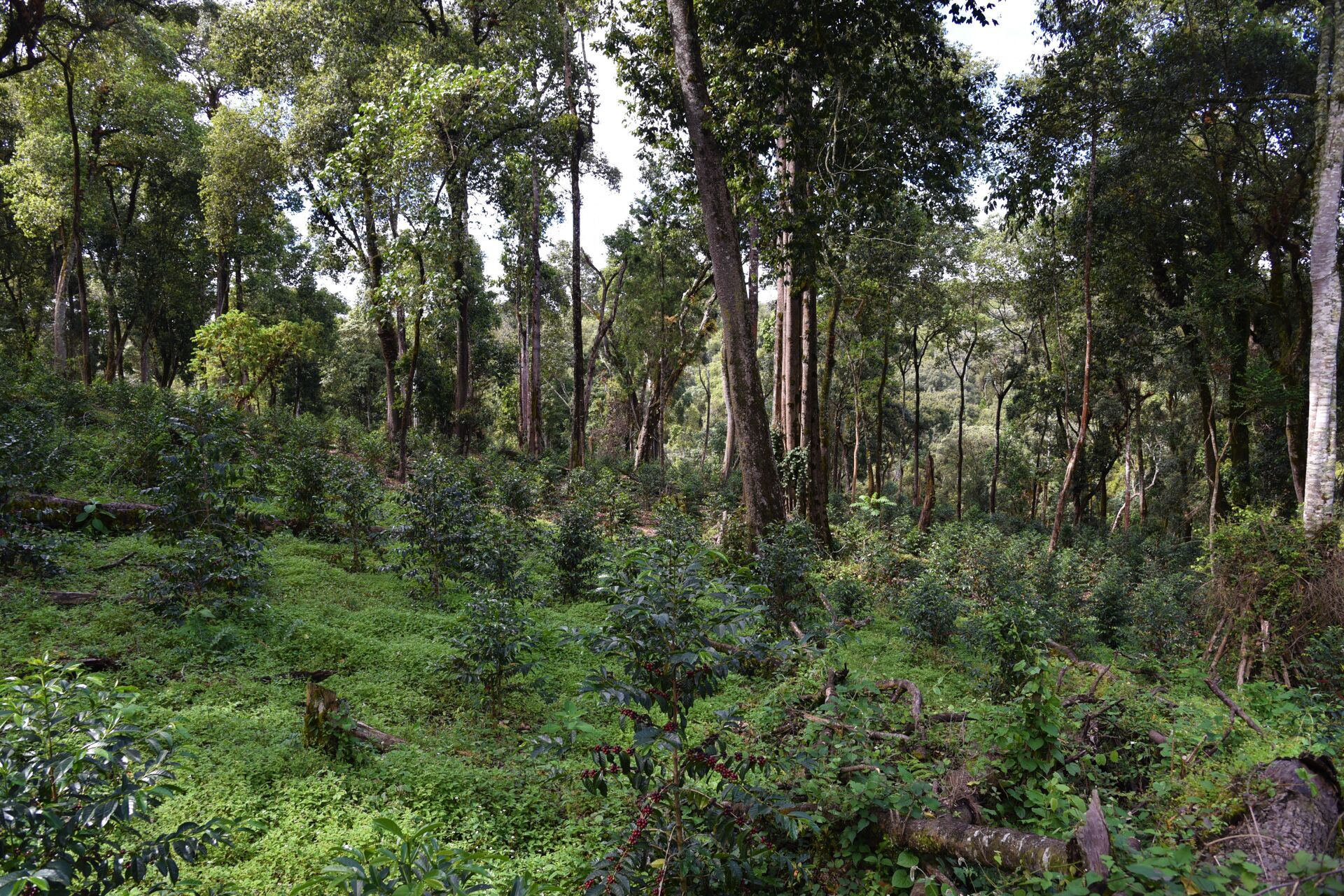 Jebena Guji