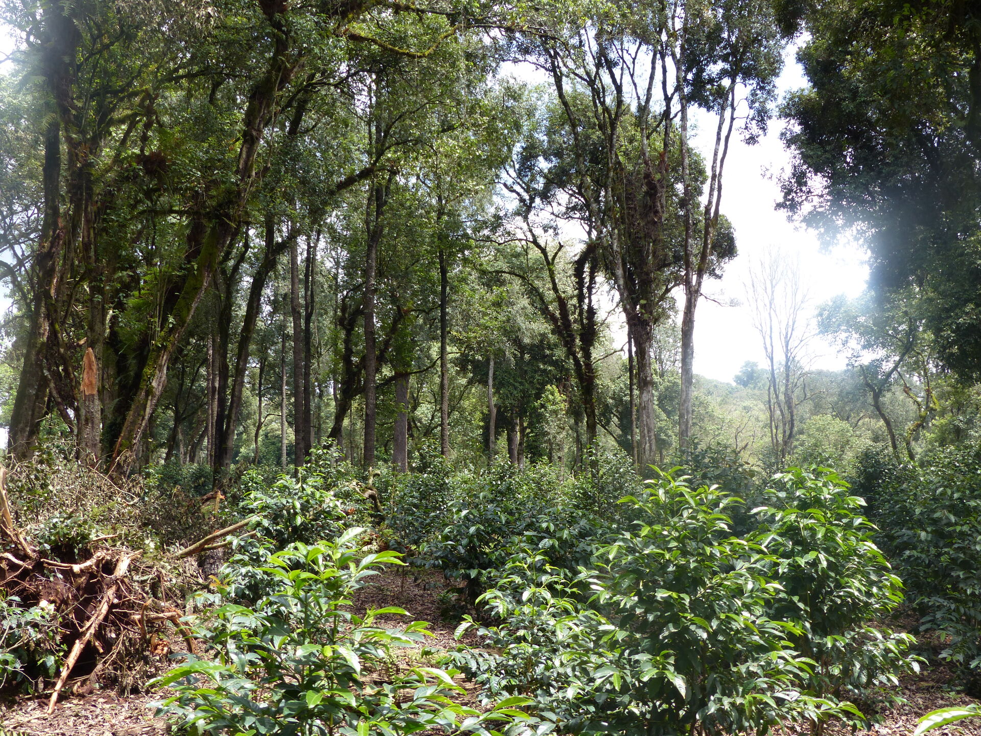 Jebena Guji