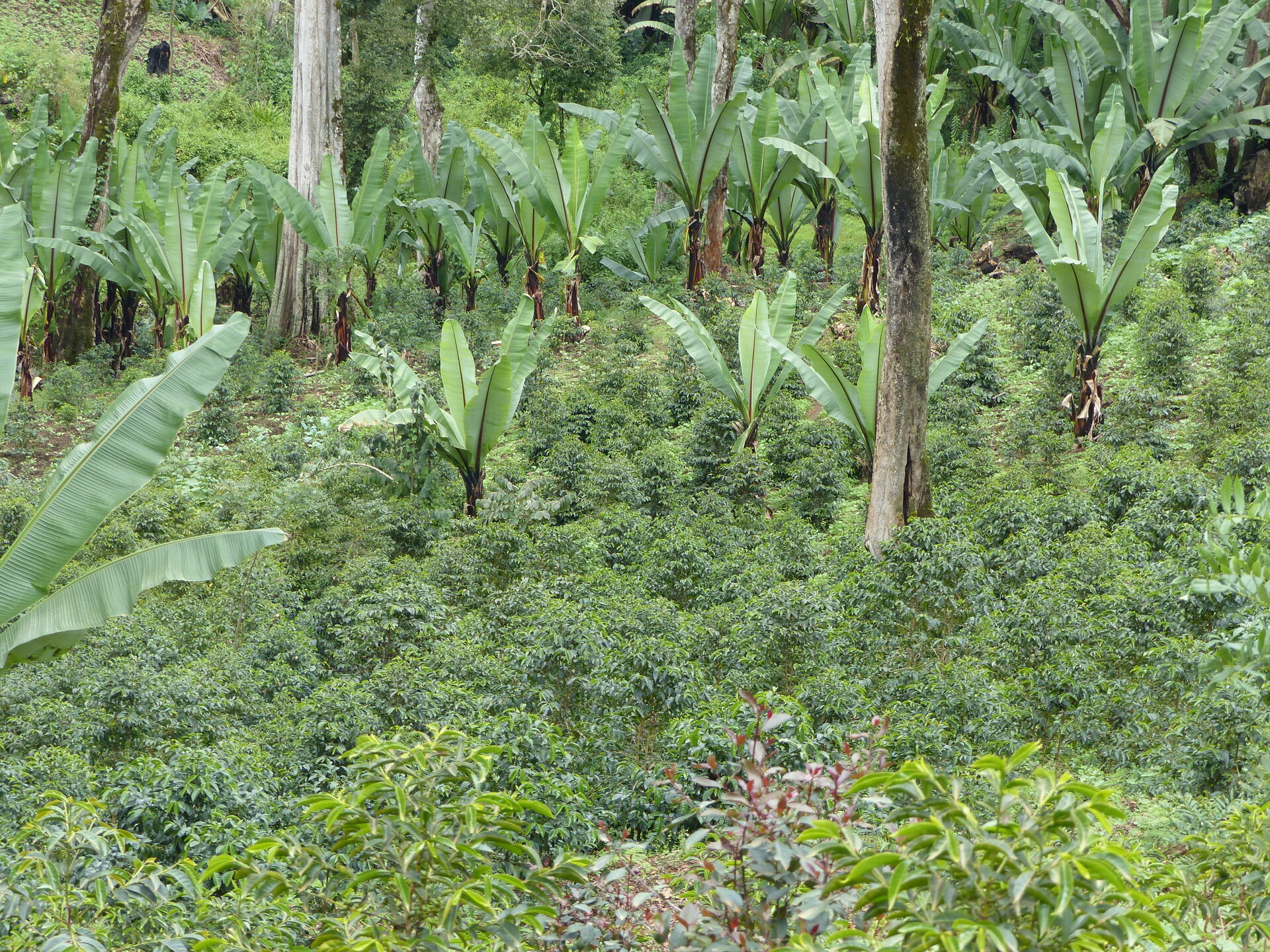 Jebena Guji