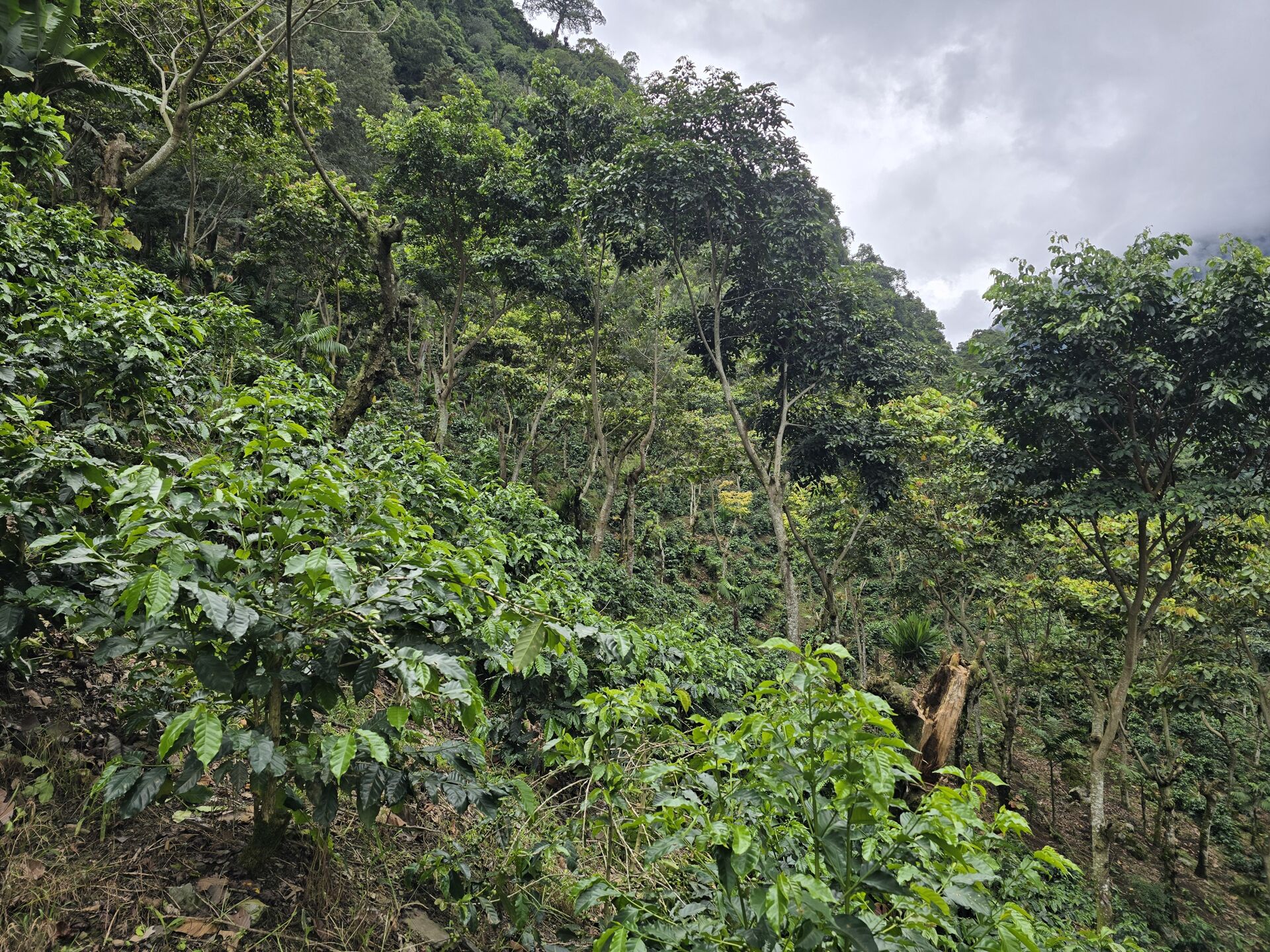 ASOBAGRI