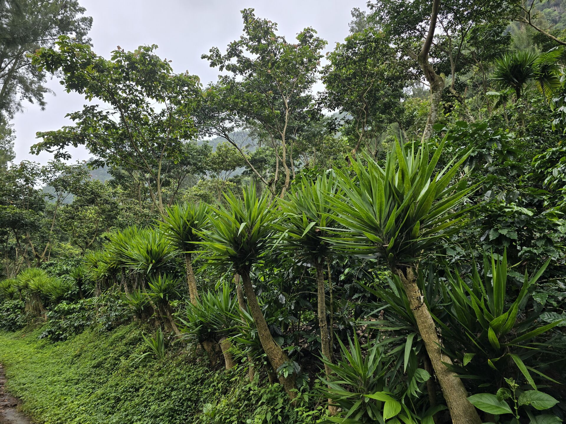 ASOBAGRI