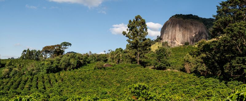 Mundo Novo Natural