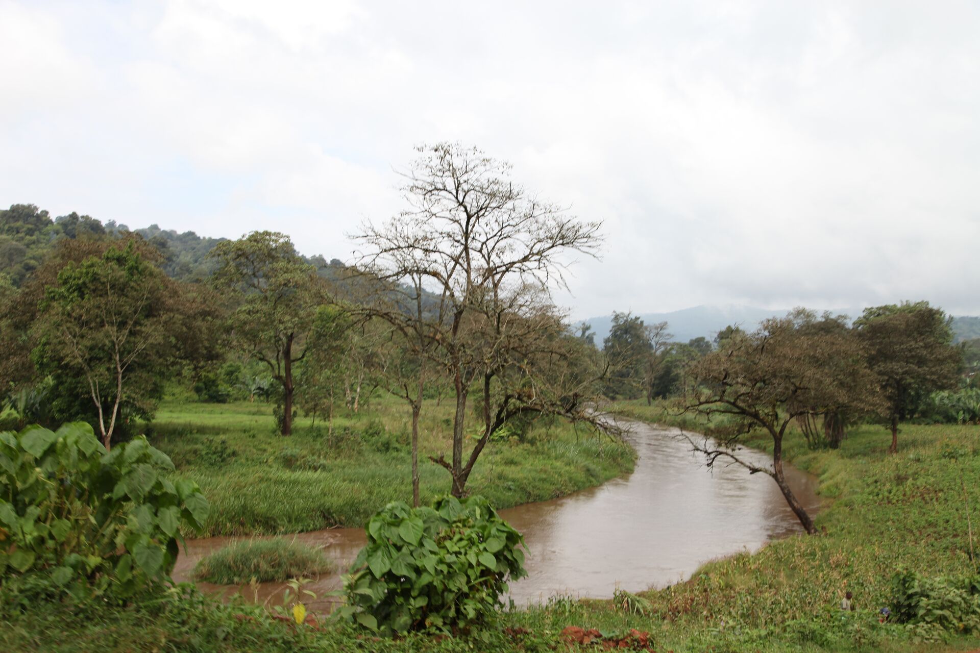 NYALA
