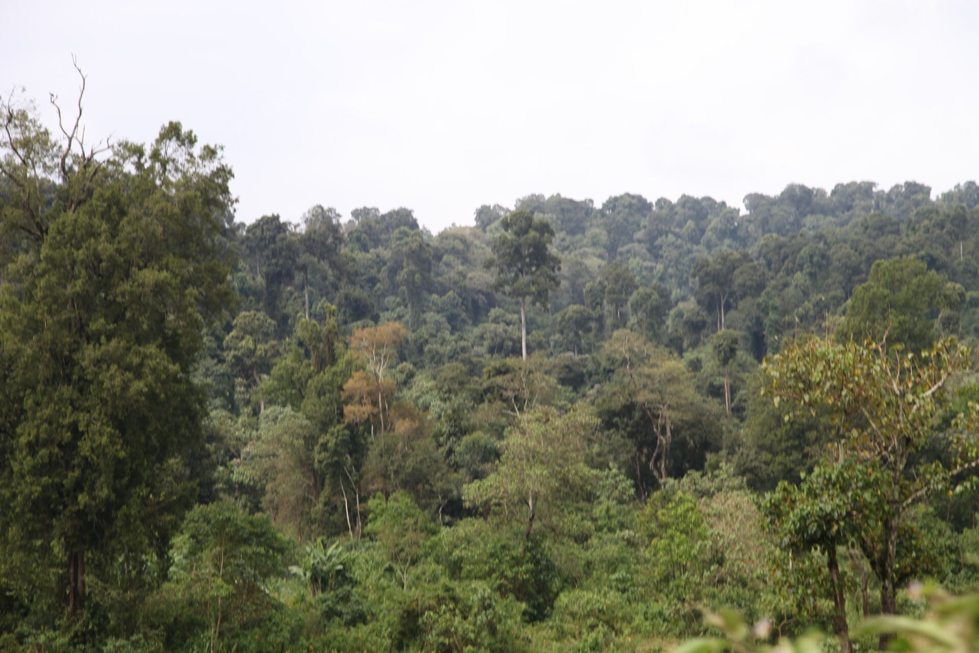 NYALA
