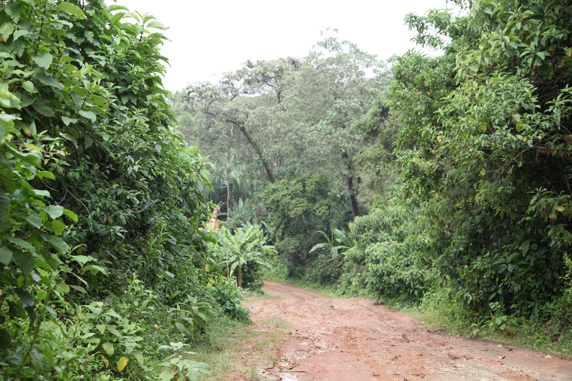 NYALA