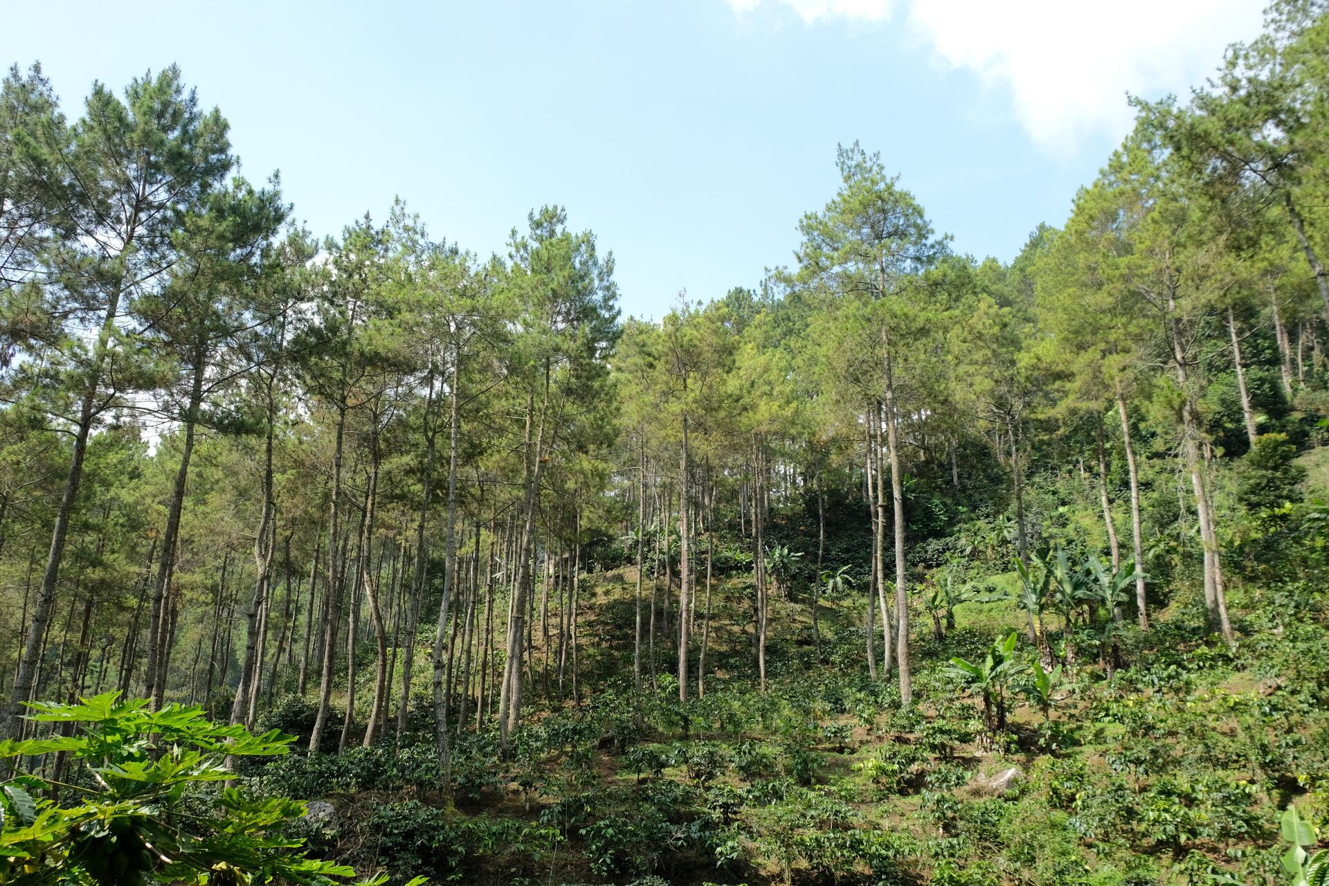Tumaritis
