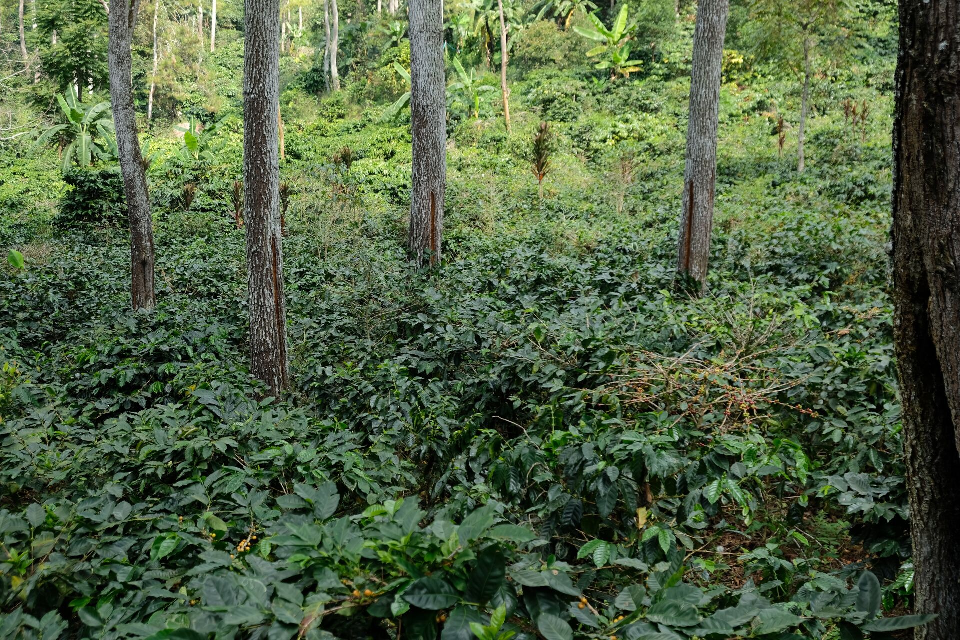 Tumaritis