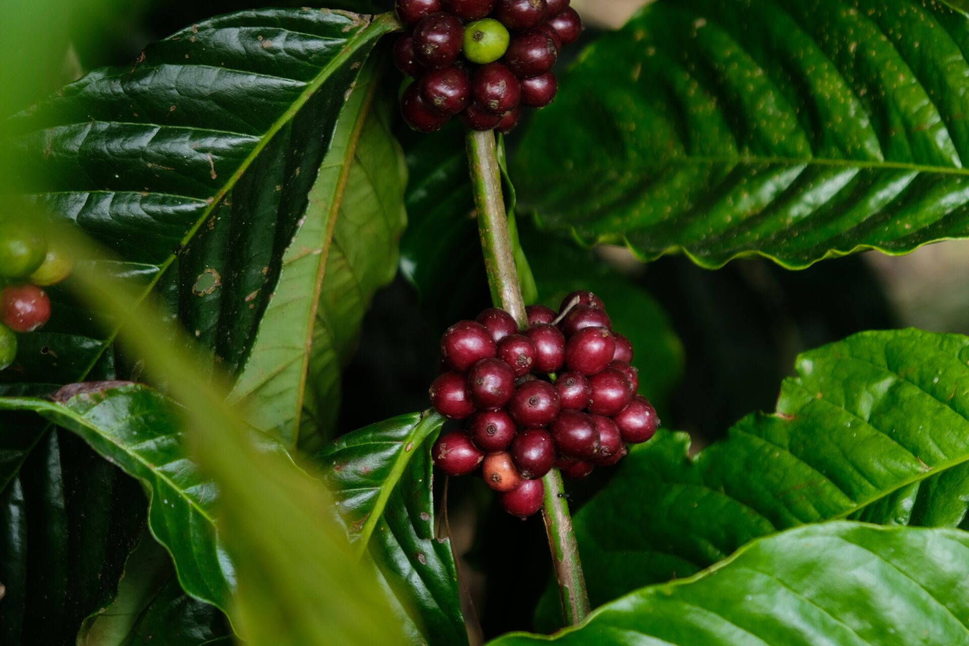 Tumaritis