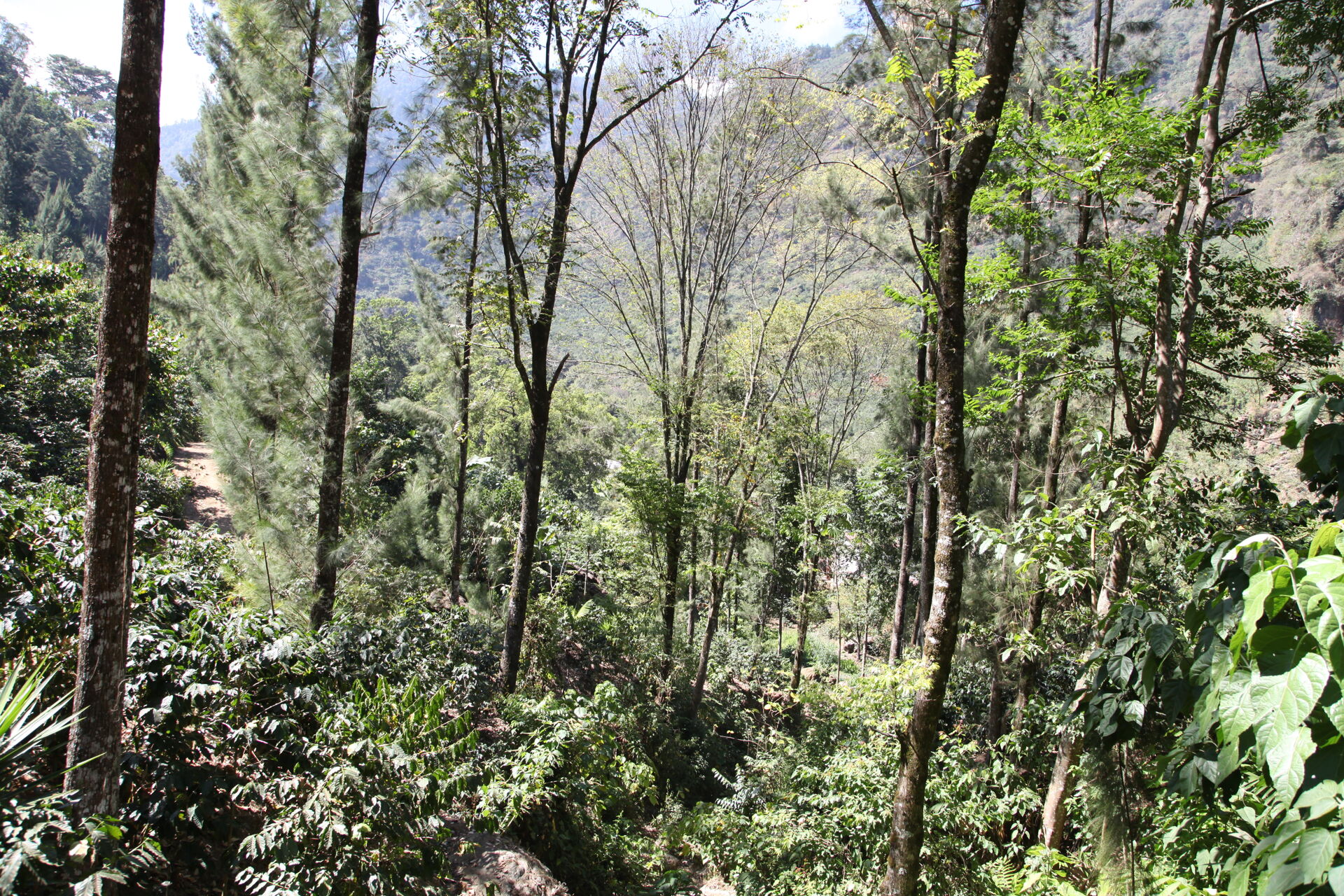 La Mochilita