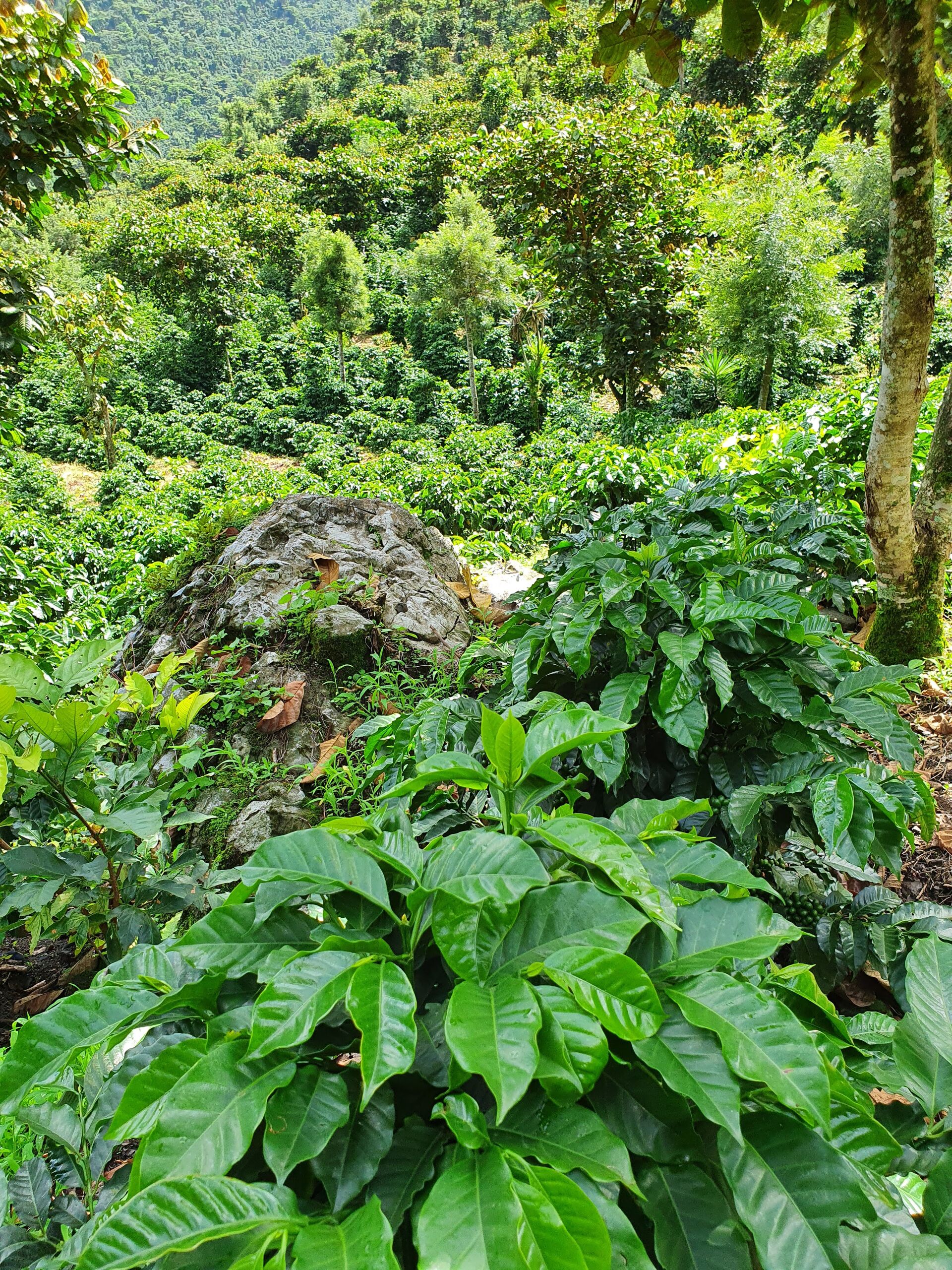 La Mochilita