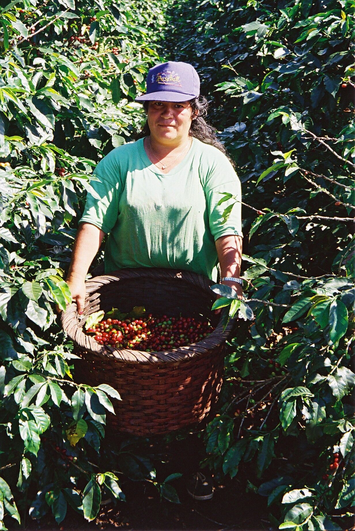 Tico