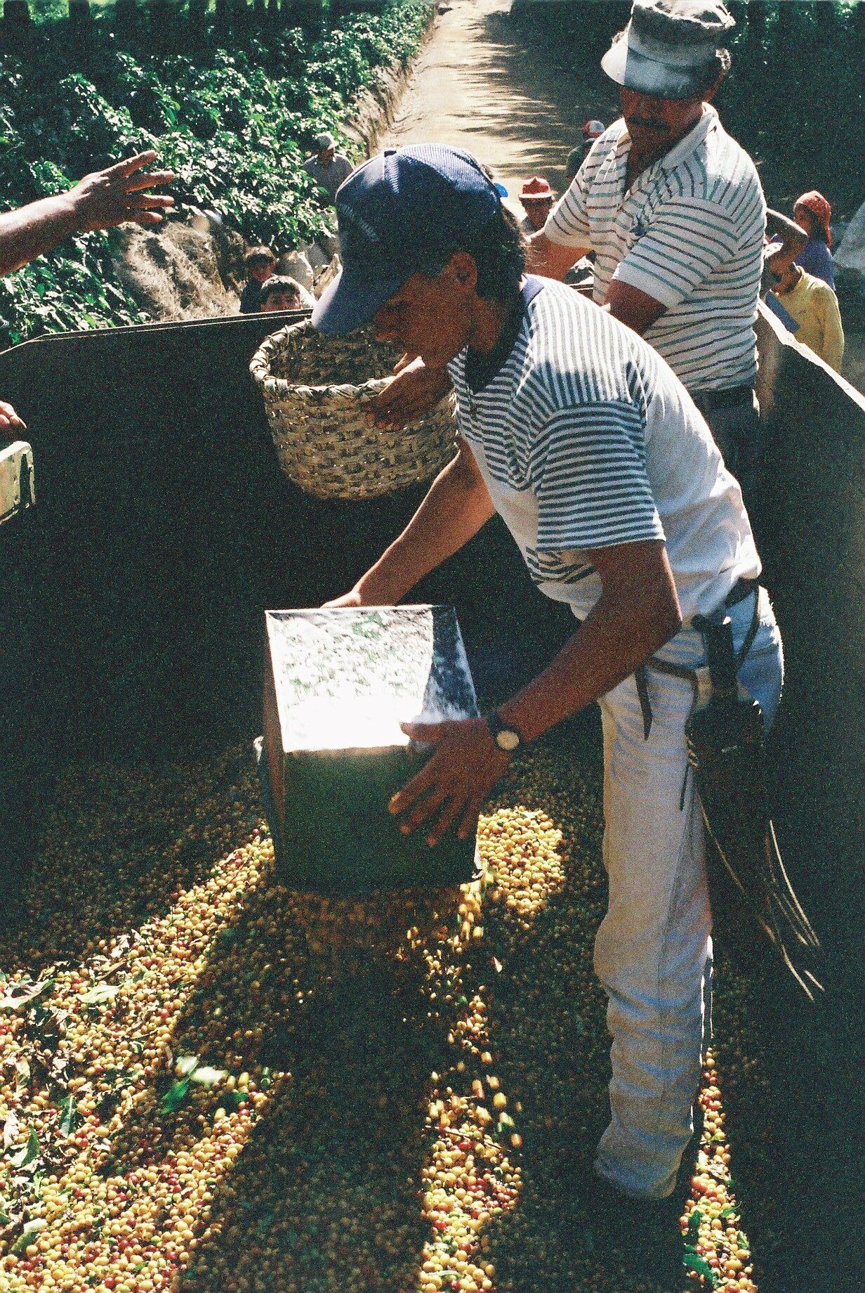 Tico