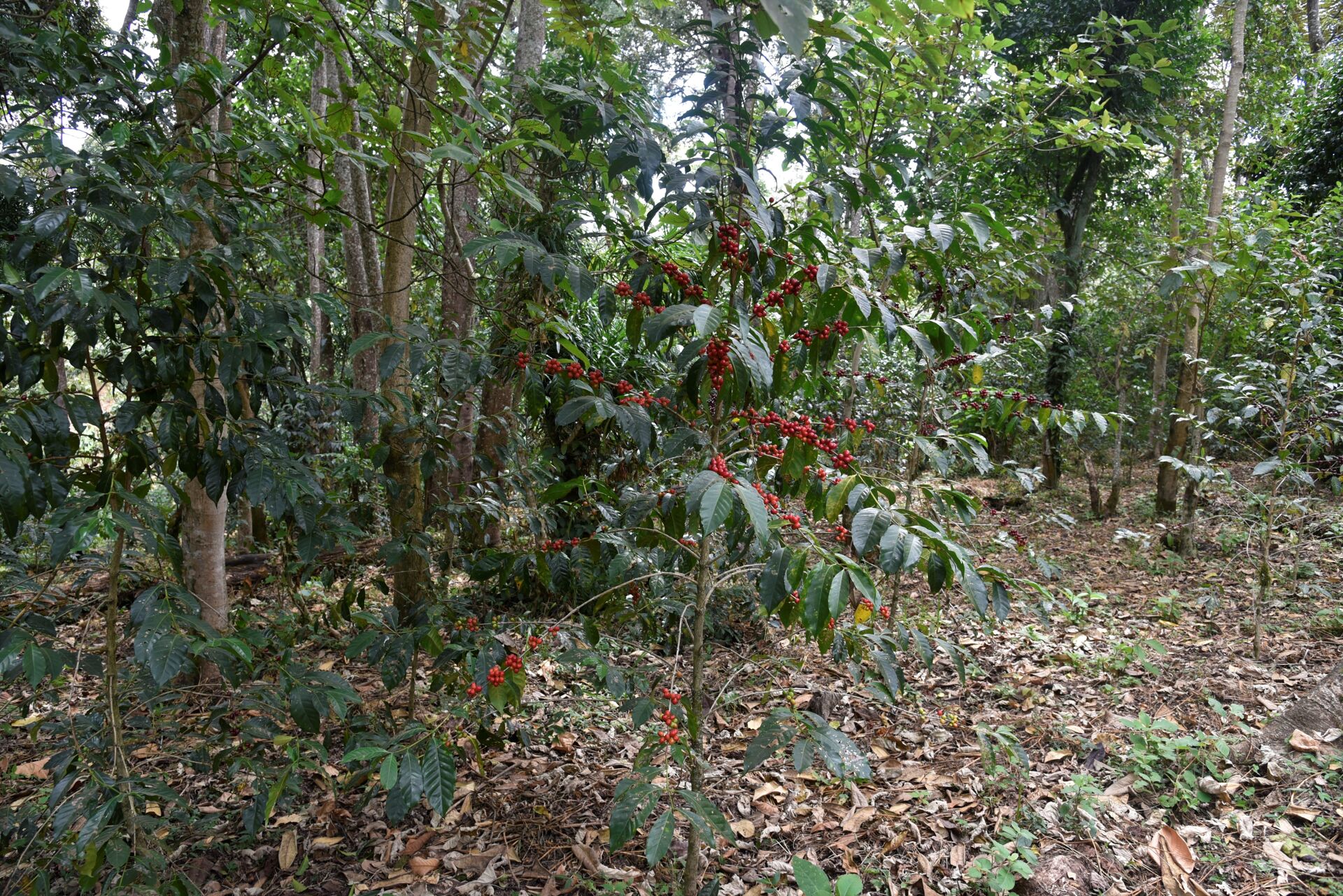 Nyala