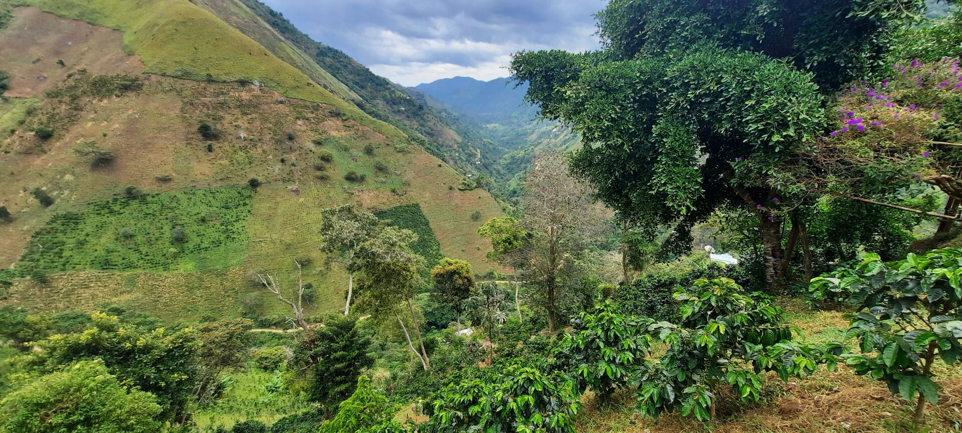 La Manoa