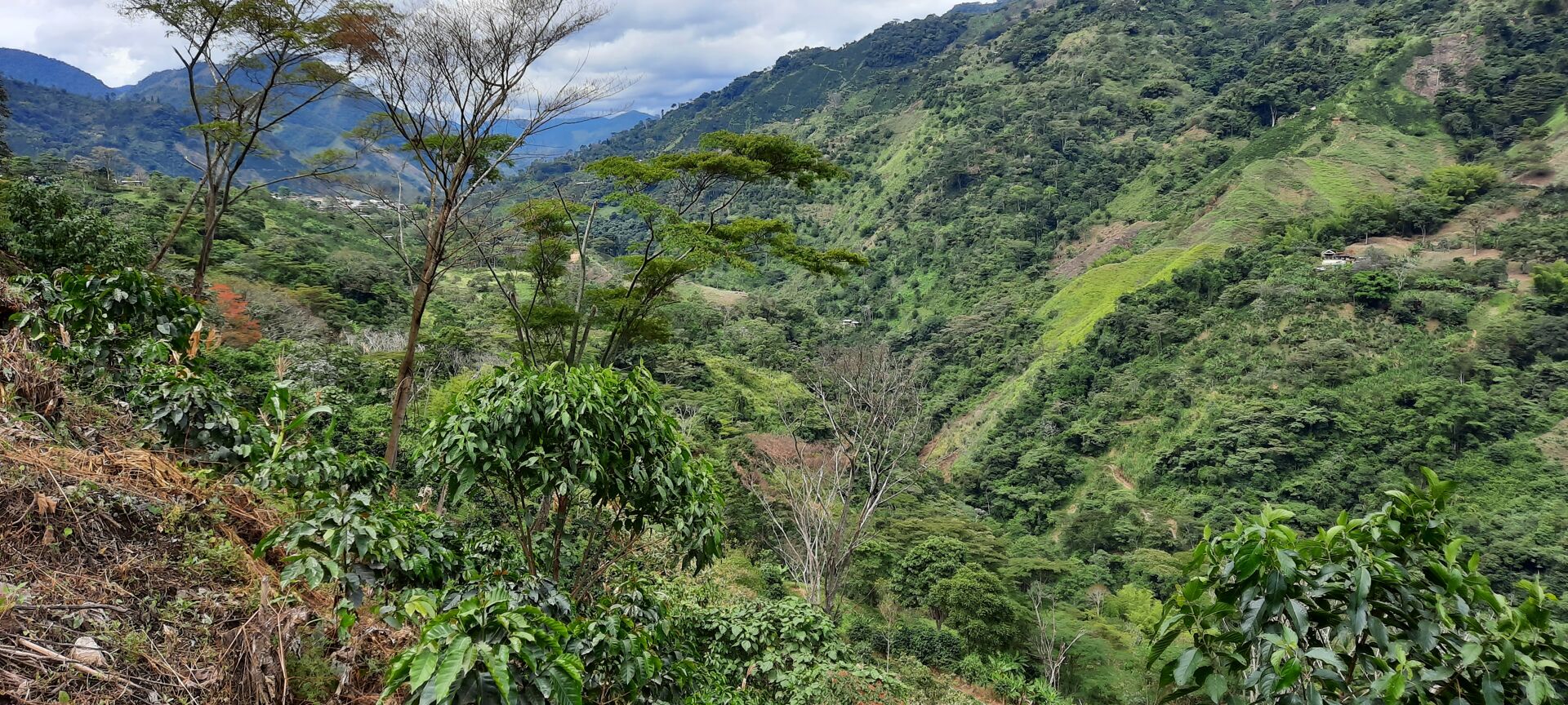La Manoa