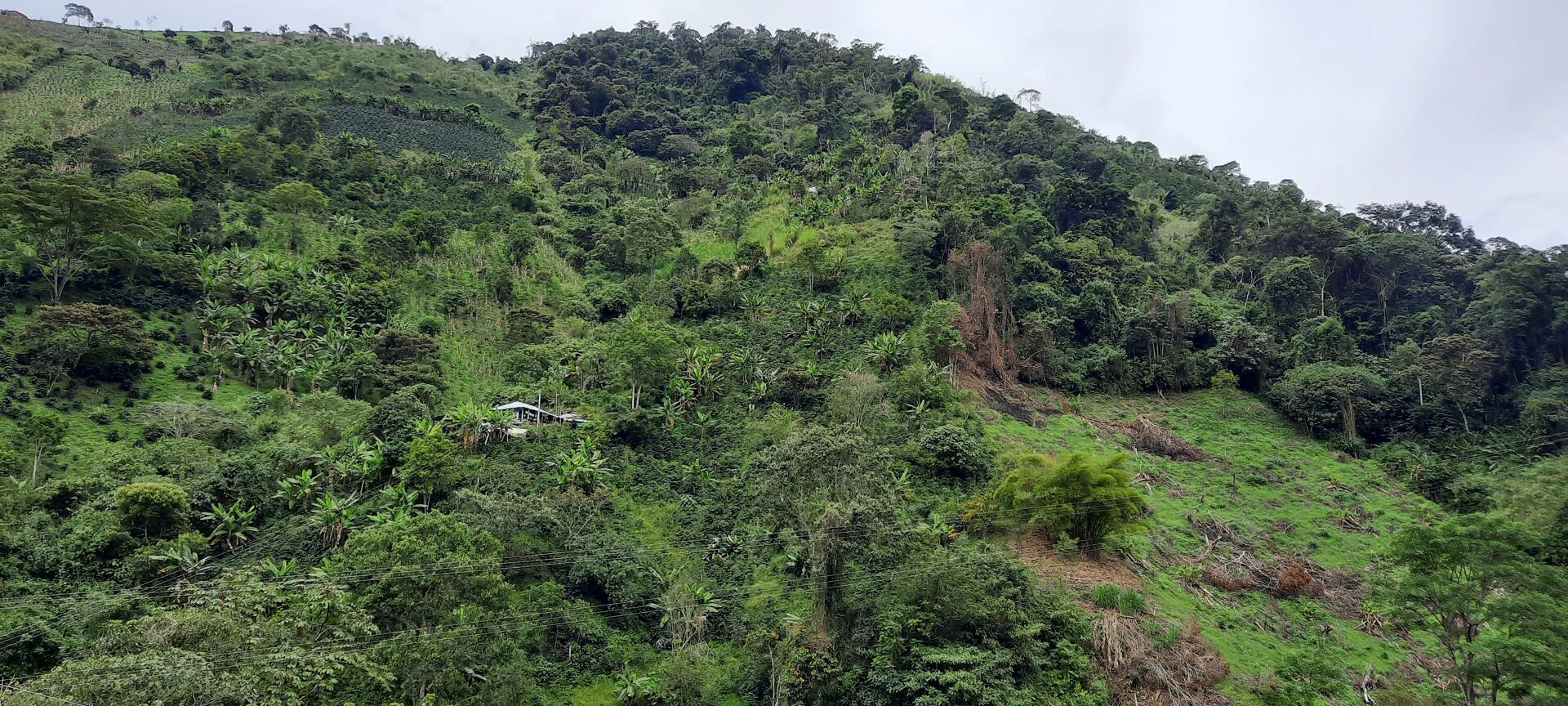 La Manoa